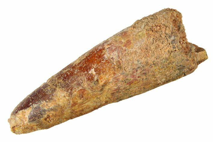 Fossil Spinosaurus Tooth - Real Dinosaur Tooth #298099